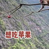 吃个水果真不容易！猴子一招折枝取果，干脆利落