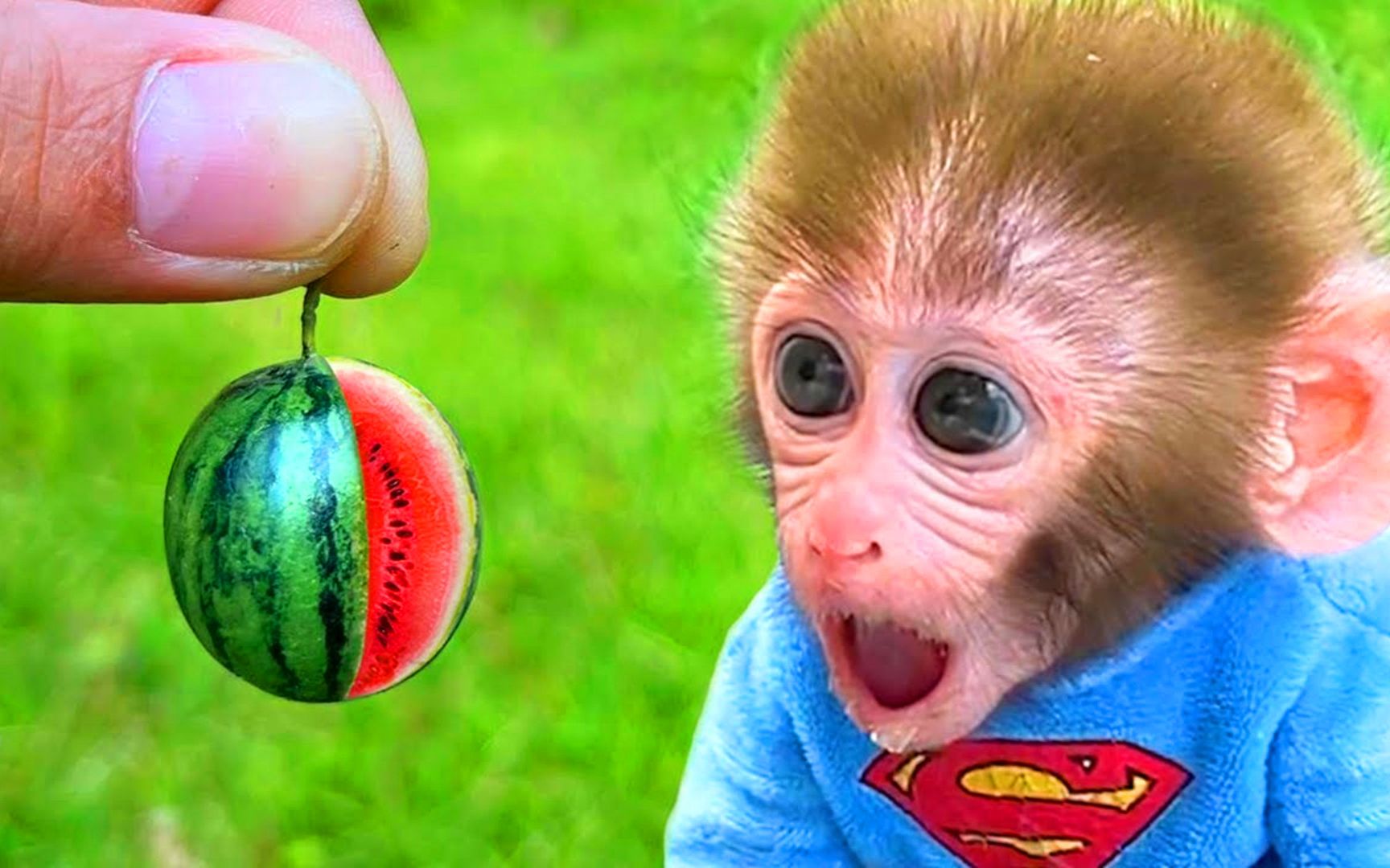 小猴子趣味乐园：农场出现新型迷你西瓜，它会跟小狗分享？