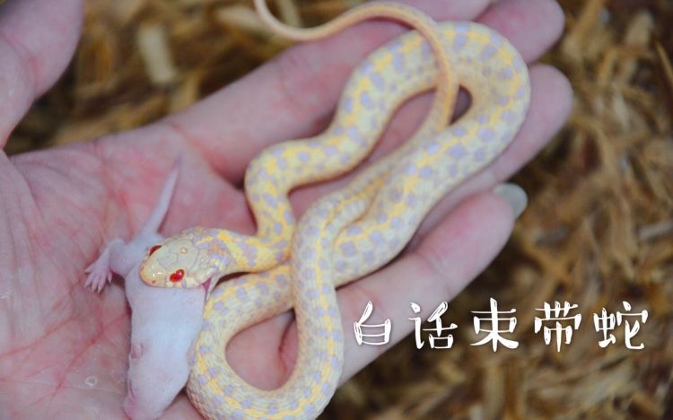 宠物蛇白化束带蛇幼蛇的饲养无毒宠物蛇