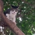 楼顶栽下来的小流浪猫，半年时间从一斤长成八斤混世小肥猫
