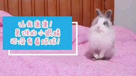 兔子为什么突然一动不动 3e6b37e24763f27feed6b0daa1c32baab15246a1.jpg@280w_158h_1c_100q.jpg