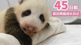 怎么画可爱的小熊猫宝宝 3e6be99bdd4275c3a6f53e51cf1bf9f33de0047b.jpg@280w_158h_1c_100q.jpg