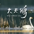 野生鸟类纪录片《大天鹅》1080P高清版