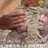 两只小猴子实在太饿了，它们又哭又高兴，因为刚刚吃了牛奶