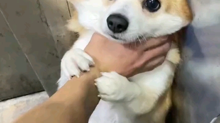 Whoever lets go first is the dog.