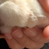 小鸡关枪