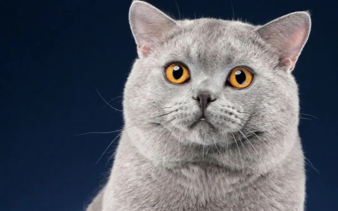 英国短毛猫有多重？