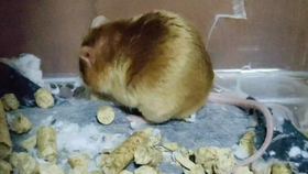 爬宠日常喂食 3ed4c0634ccf8802acbc45d81e9543ce4f0fb251.jpg@280w_158h_1c_100q.jpg