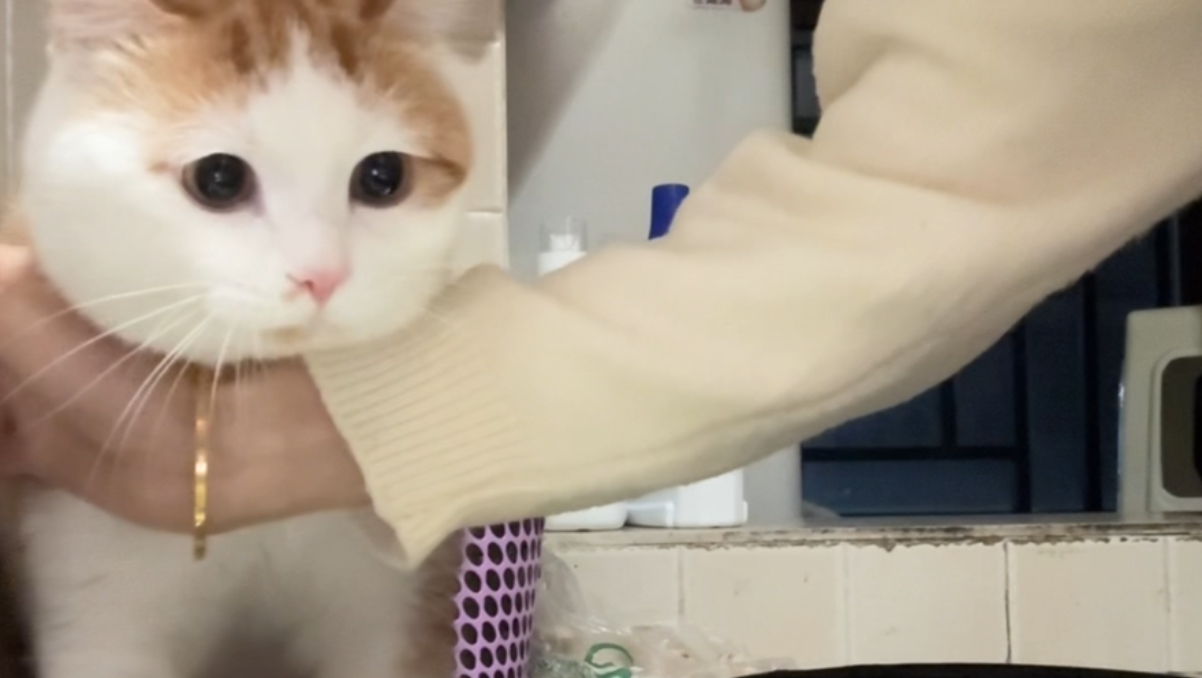 当我养了一只爱吃青菜的猫