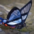 地球上最美丽的10种蝴蝶