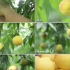 1593927   航拍采摘黄桃桃子果农农产品水果视实拍高清视频素材