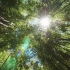 空镜头视频素材 夏季阳光光线树林竹林 素材分享