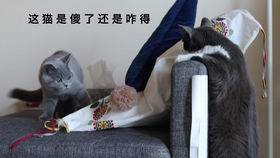3f1e55eac0380403ed0b81d34d710f34bb0da39b.jpg@280w_158h_1c_100q.jpg