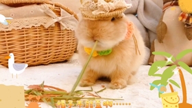 3f6de3251da8b1bd5b4d504f3c0224545a903948.jpg@280w_158h_1c_100q.jpg