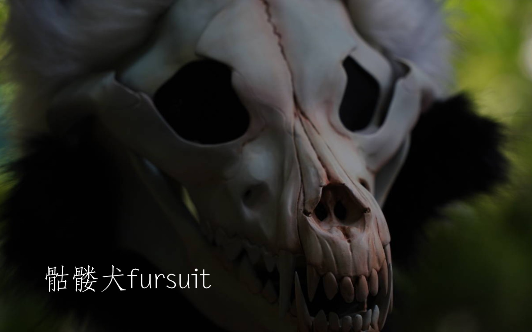 【fursuit】骷髅犬兽装头骨制作完成展示 北北制作 furry哔哩哔哩bilibili