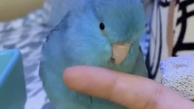 3f81de0bd625ca59972c18b259fd797ad04df20b.jpg@280w_158h_1c_100q.jpg