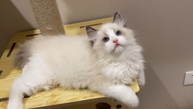 小孩子买小奶猫 3f82137769377515cc4aae6cff30f9edbd1a0995.jpg@280w_158h_1c_100q.jpg