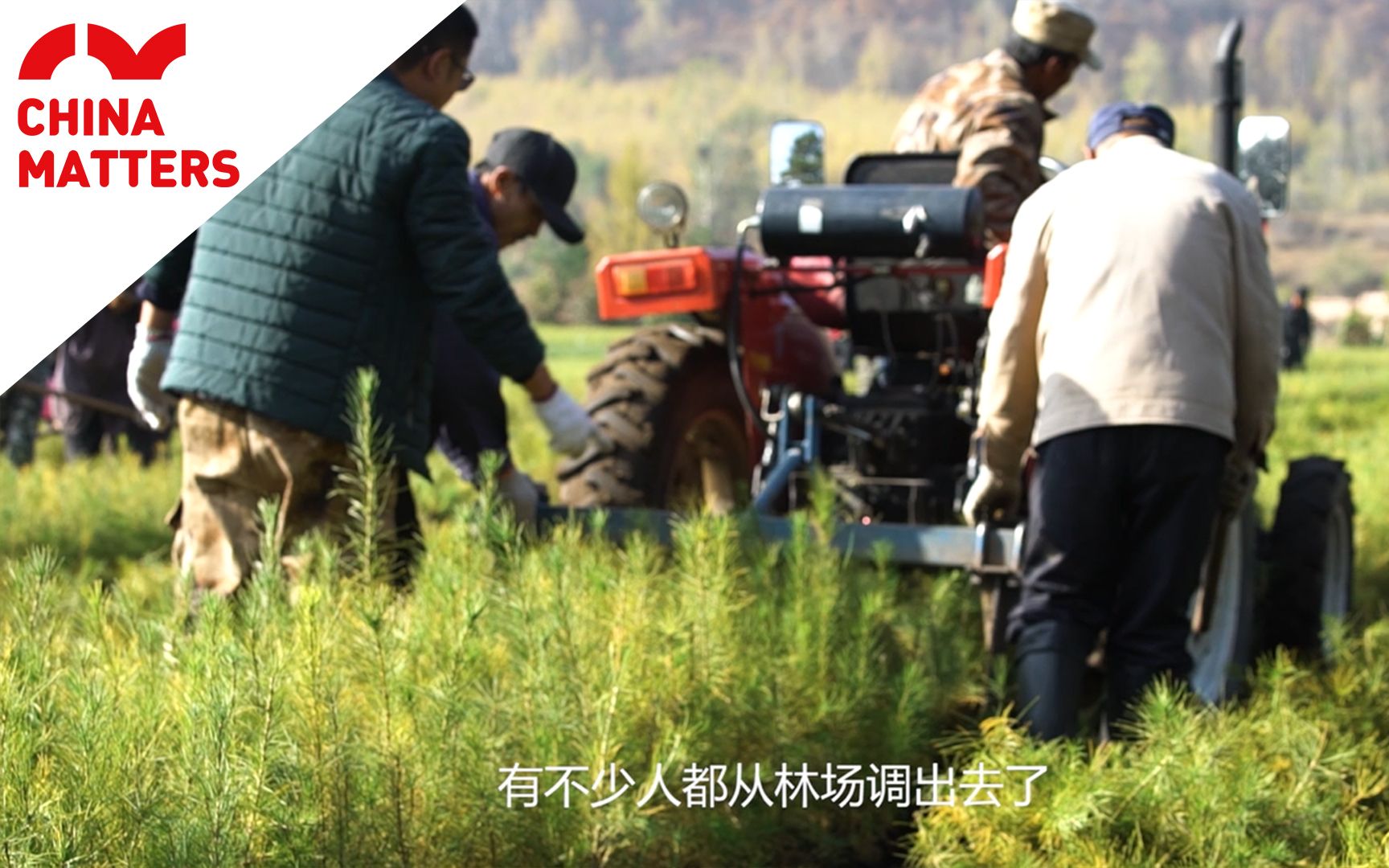 塞罕坝林场中的“守望者”：荒漠变绿洲 他们用了40年 5亿棵树