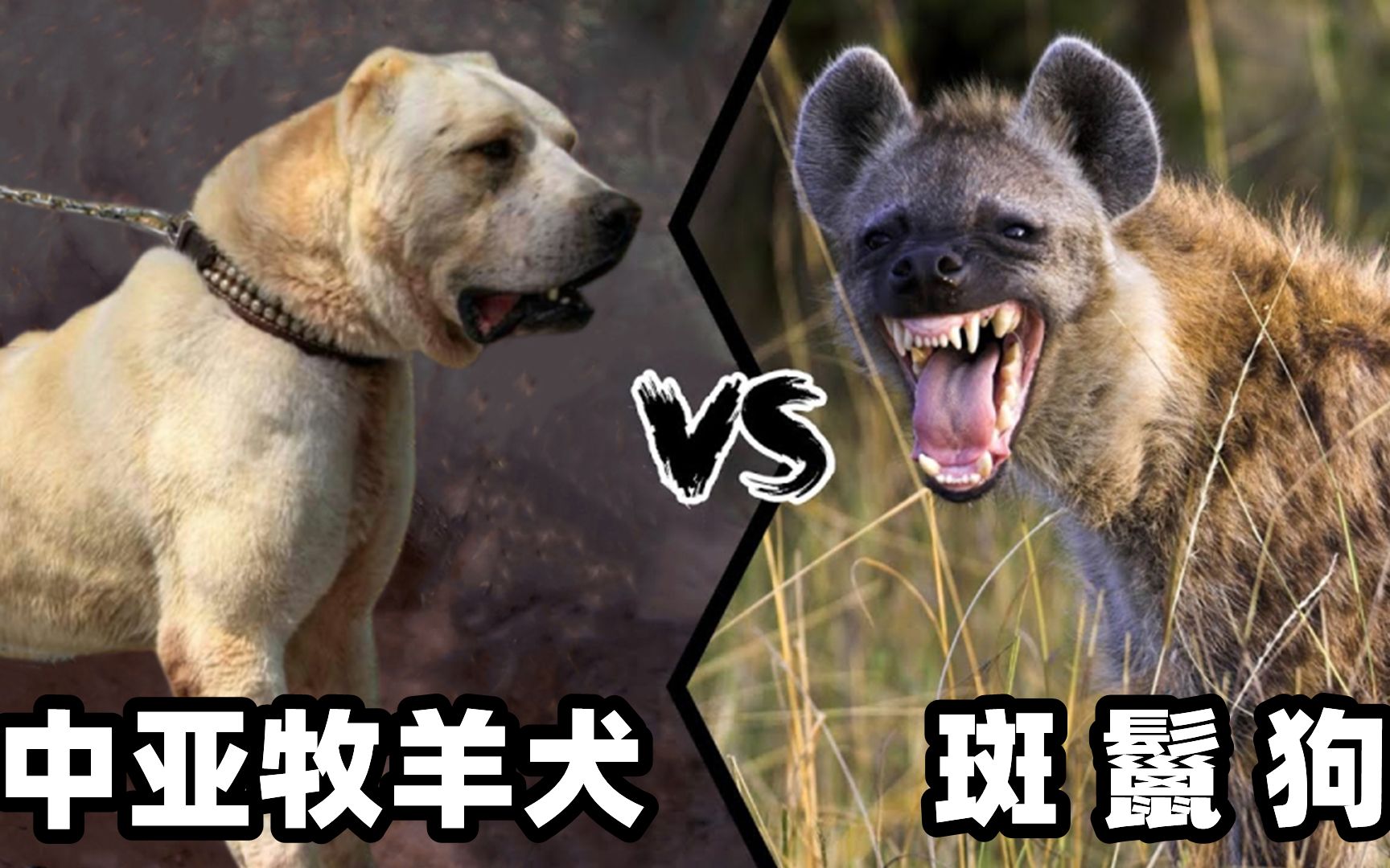中亚牧羊犬vs斑鬣狗，当老虎杀手遇到肛肠科主任，谁会笑到最后？