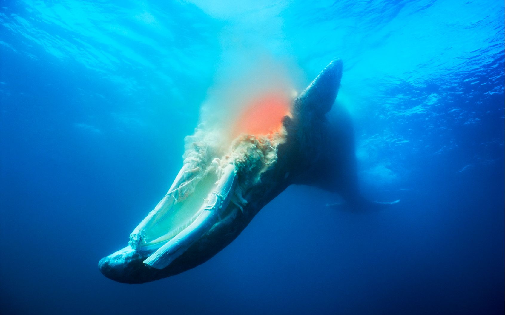 鲸居然是从它演化而来，这种动物你想象不到_科技 _ 文汇网