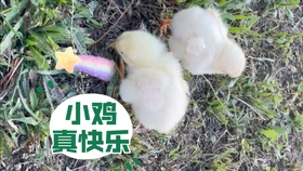 4005937ce04b4235f8c80b1ad201a27d7c8e7a93.jpg@280w_158h_1c_100q.jpg