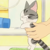 猫猫第一次洗澡到底会有多可怕