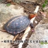 黄缘闭壳龟35问之第8问：黄缘龟怎么区分公母，能长多大？