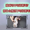 猫咪可不可以剃毛？那什么情况下可以剃毛