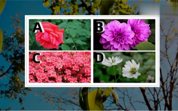 心理测试：你认为图中哪种花最好看？测你最大的缺点是什么！