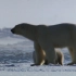 北极熊妈携幼崽艰难度日，漫长的无冰夏季让生存挑战愈发严峻！