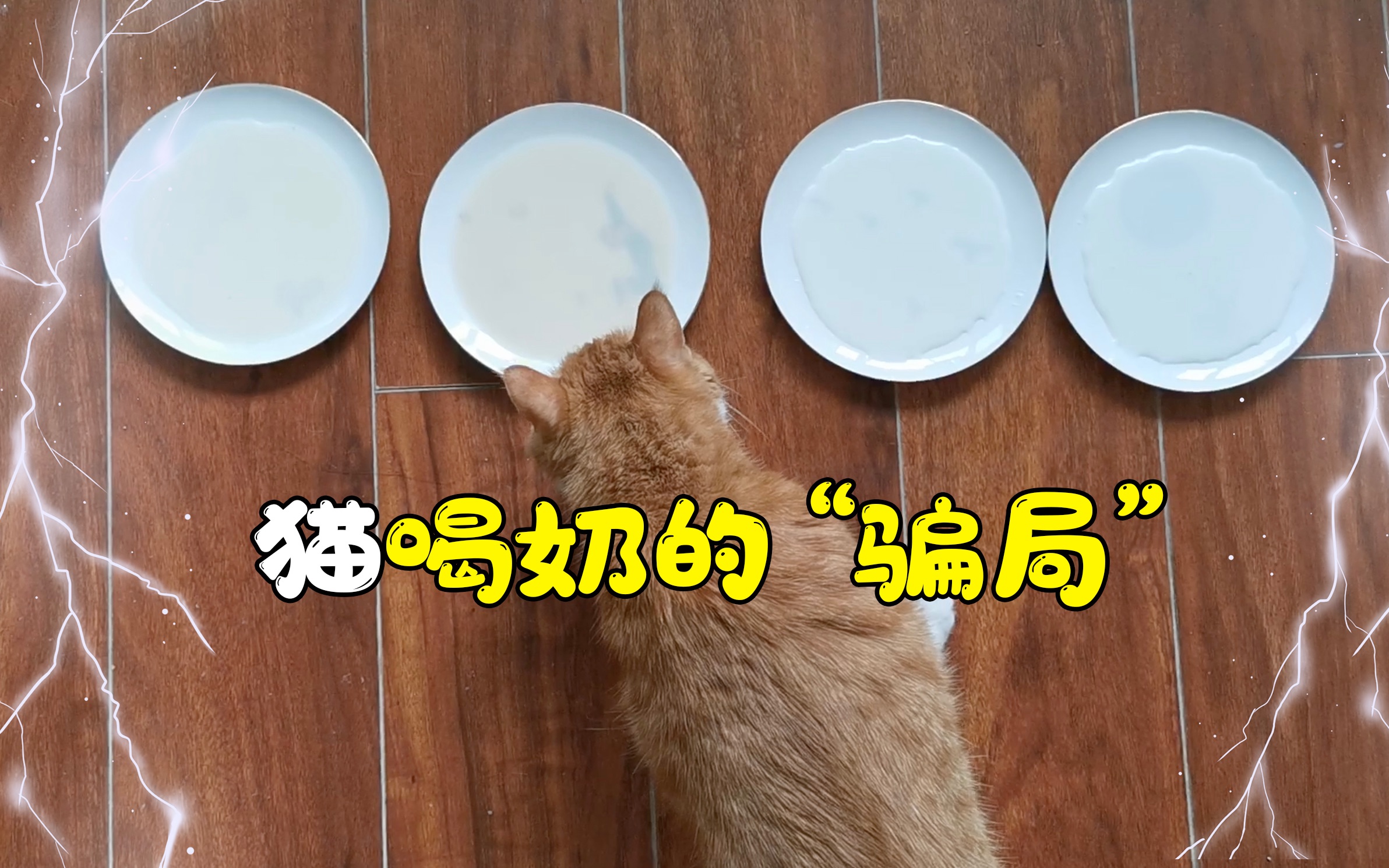 猫喝羊奶