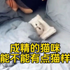 盘点成精了的猫咪，铲屎官：能不能有点猫样