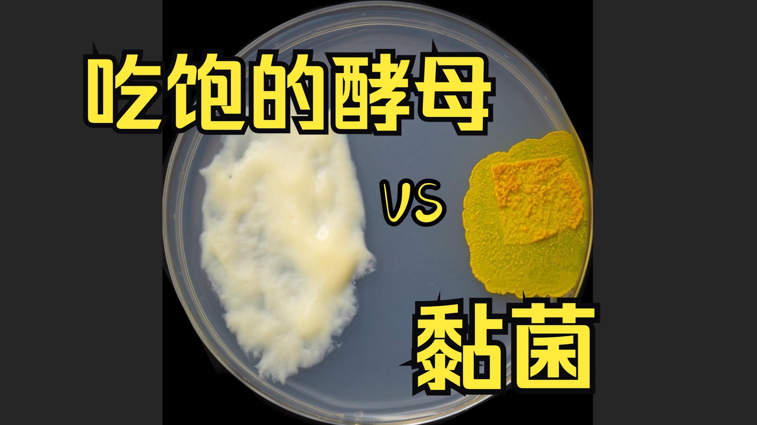 黏菌对决吃饱面粉的酵母，猜猜谁会赢？