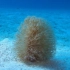 美丽的珊瑚到底是植物还是动物？