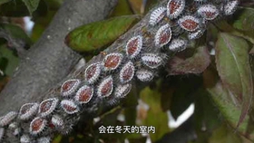 40f119e6d5c7276102f093f3a6519fbcb6617ca6.jpg@280w_158h_1c_100q.jpg