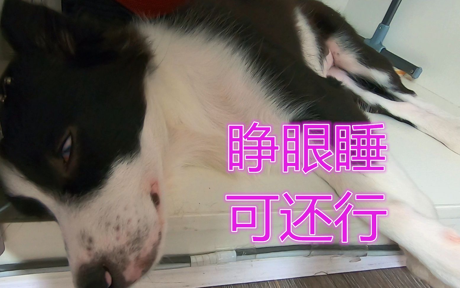 边牧睡觉做梦真是太搞笑了你是睁眼睡觉还是在弹钢琴