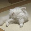 长毛猫的无效舔毛，一舔一个结