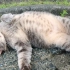 一只肥胖的灰猫毫无防备地向人类展示了它的腹部