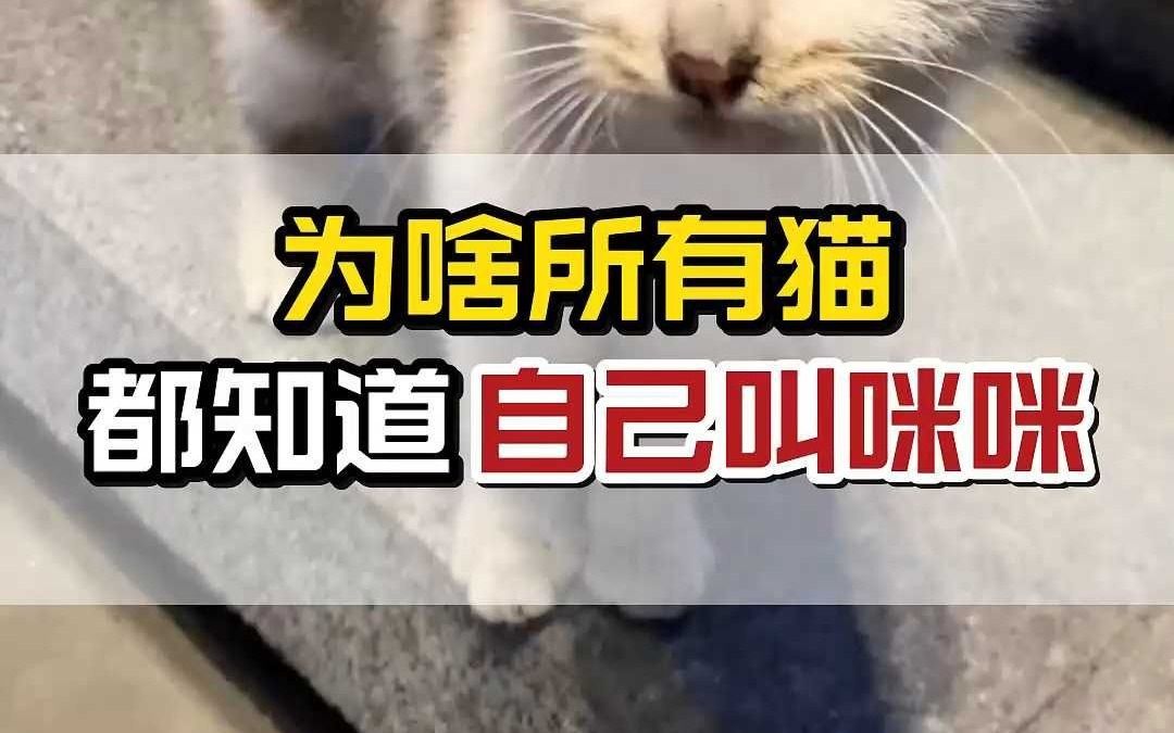 为什么猫知道你叫它咪咪