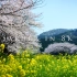 【Sakura！又到一年樱花季】日本摄影公司 Armadas 拍摄日本各地樱花 伊豆、新城、长丰