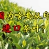 【正解局】7万家茶企比不上一家立顿：为什么中国茶叶产业大而不强？