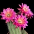 【科普】15种仙人掌科植物开花过程 (延时摄影 1080P)