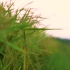 空镜头视频 水稻稻田稻子粮食夏季 素材分享