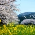 Sakura in 8K【8K风景视频】