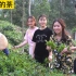 越南阿俊带团队和邻居姑娘去帮妈妈摘茶叶，妈妈开心极了。