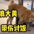 【冰冰团队】流浪猫惨遭破肚，求助人不忍落泪