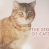 【720P】猫科动物的故事 3集全【2016】【这么萌的纪录片我觉得不需要字幕】