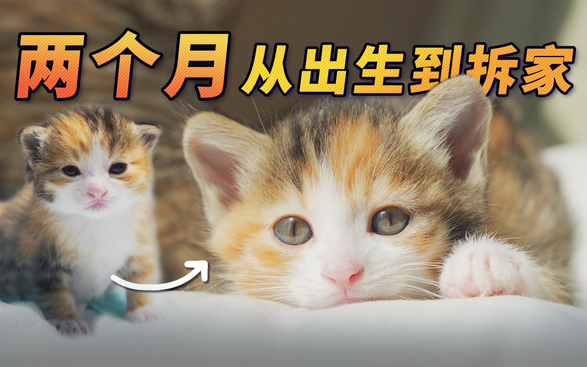 捡了只孕猫，和它一起抚育小奶猫是什么体验？_哔哩哔哩_bilibili