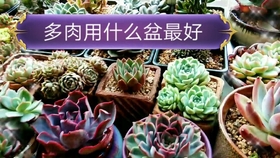 多肉植物怎么种才能长得快呢 41f44dd707f240818b956a6d5eb374a0c6af9313.jpg@280w_158h_1c_100q.jpg