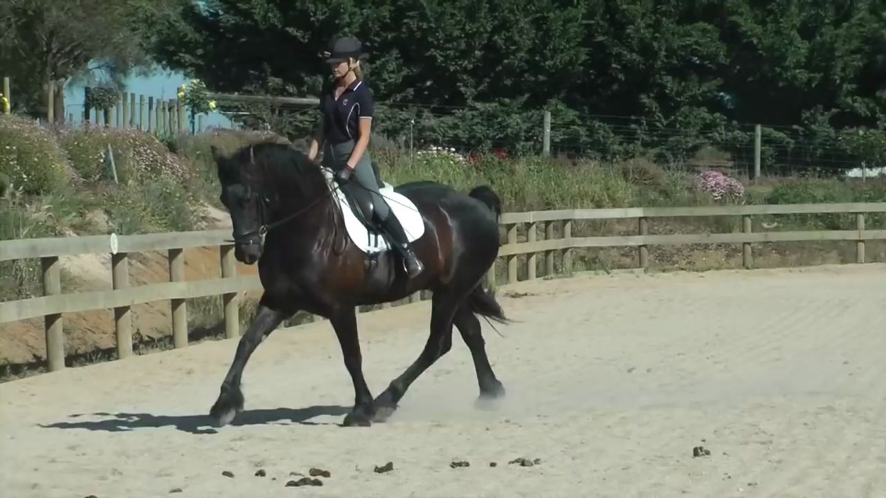 39-how-to-get-your-horse-on-the-bit